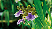 Orchidees 172