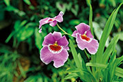 Orchidees 122
