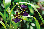 Orchidees 123