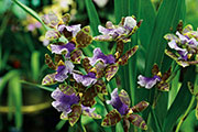 Orchidees 111