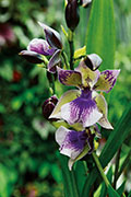 Orchidees 149