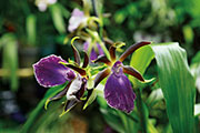 Orchidees 151