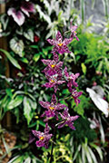 Orchidees 136
