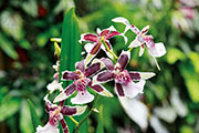 Orchidees 179