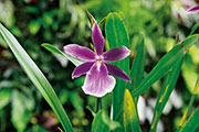 Orchidees 109