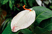 Flore 108