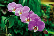 Orchidees 145