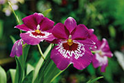 Orchidees 188
