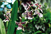 Orchidees 186