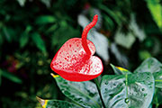 Flore 106