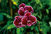 Orchidees 154