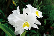 Orchidees 192