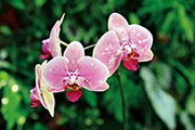 Orchidees 175