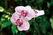 Orchidees 168