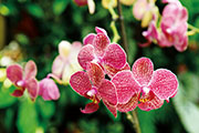 Orchidees 150