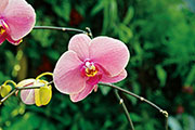 Orchidees 134