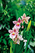 Orchidees 126