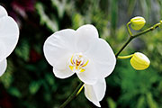 Orchidees 137