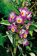 Orchidees 161