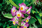 Orchidees 187