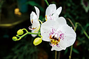 Orchidees 144