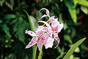 Orchidees 152