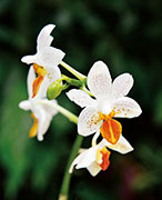 Orchidees 181