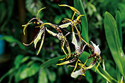 Orchidees 116