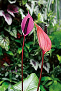 Flore 110
