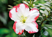 Flore 116