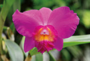 Flore 128