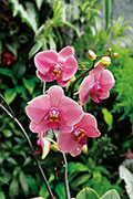 Orchidees 106