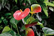 Flore 121