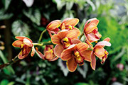 Orchidees 128