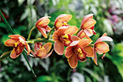 Orchidees 114