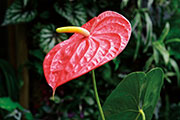 Flore 118