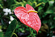 Flore 125