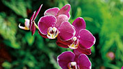 Orchidees 180