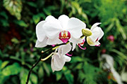 Orchidees 165