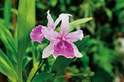 Orchidees 185