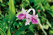 Orchidees 108
