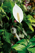 Flore 133