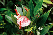Flore 104
