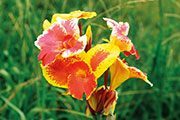 Flore 119