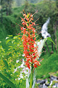 Flore 115