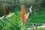 Flore 103