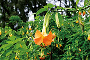 Flore 114