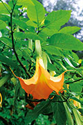 Flore 107