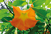 Flore 122