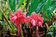Flore 129